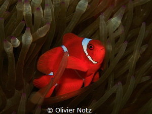 Maroon clownfish / Premnas biaculeatus by Olivier Notz 
